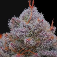 Purple City Genetics - Orange 76 - Seedling - San Diego, Vista
