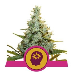 AMG feminized