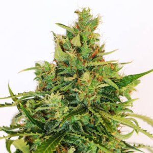 Amnesia-K Lemon female