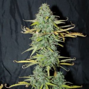 Amnesia Auto female