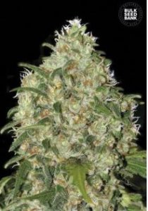 Amnesia Platinum female