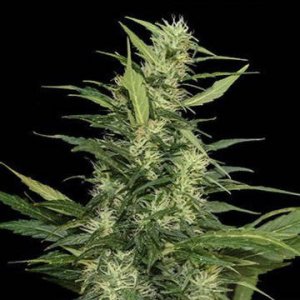 Amur Giant Auto fem