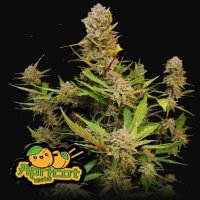 Fast Buds Seeds - ultraschnelle autoflowering Cannabis Samen