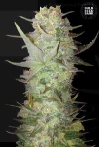 Auto Dubai Poison female