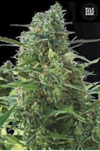 Auto NYC Diesel female