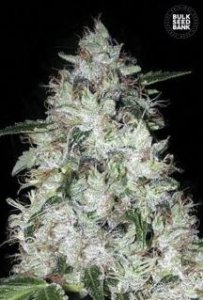 Auto OG Kush female