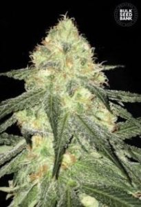 Auto Sour Diesel female