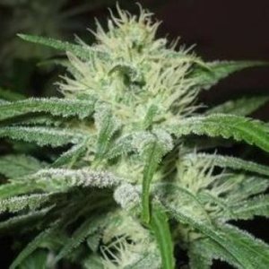 Auto Speed Bud female