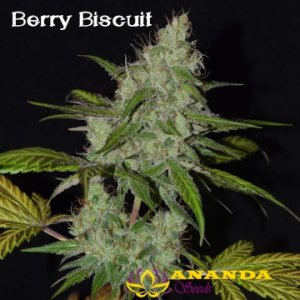 Berry Biscuit