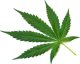 Top marijuana strains