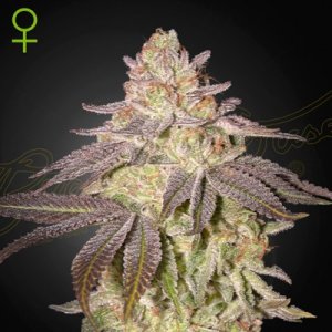 Black Toffee Auto female