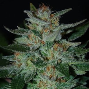 Blue Cheese feminized