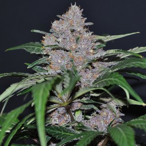 Blue Dream - one of the best strains in the world 2024