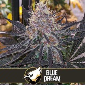 Blue Dream feminized