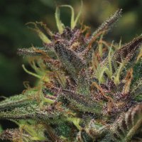 Feminisierte Cannabis-Samen Notorious THC 3 Stück von Humboldt