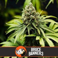 Bruce Banner #3 feminized