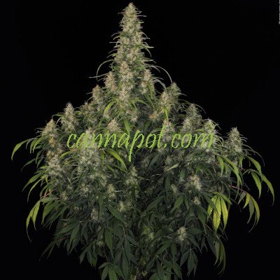 CBD Chronic female - zum Schließen ins Bild klicken