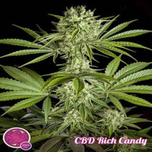 CBD Rich Candy fem