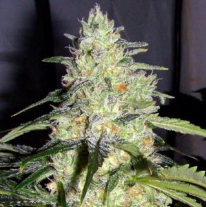 Ceres Skunk