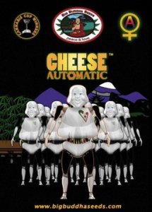 Cheese Automatic fem