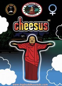 Cheesus fem