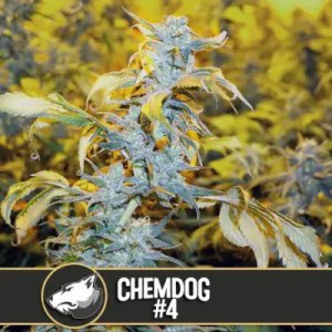 Chemdog-4 feminized