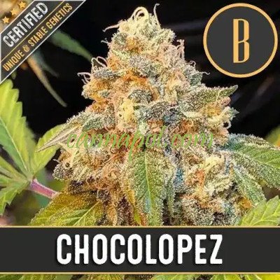 Chocolopez feminized - zum Schließen ins Bild klicken