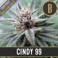 Cindy's 99 feminized