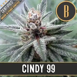 Cindy's 99 feminized