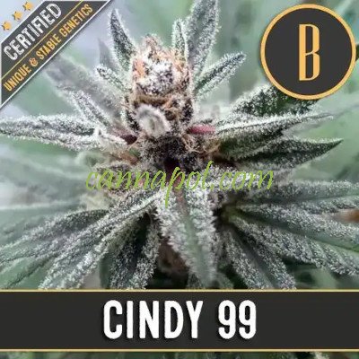 Cindy's 99 feminized - zum Schließen ins Bild klicken