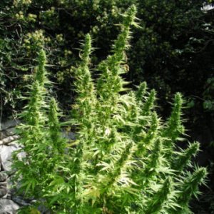 Critical Chaze Superauto 3 fem