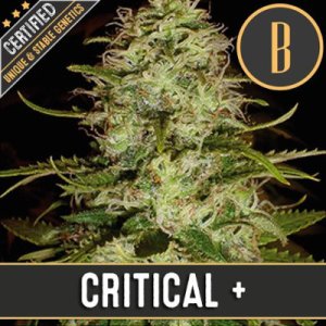 Critical+ feminized