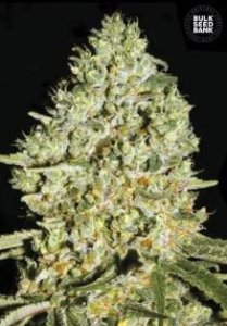 Critical female