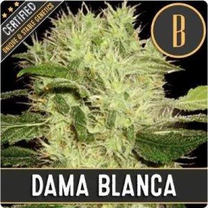 Dama Blanca feminized