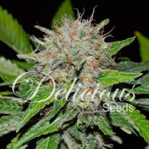 Deep Mandarine CBD