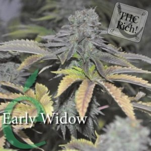 Early Widow female