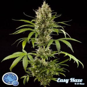 Easy Haze aka K-13 fem