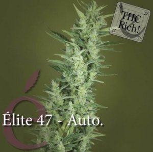 Elite 47 Automatic female