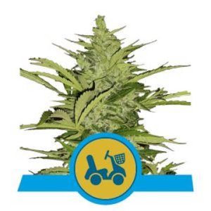 Fast Eddy Auto CBD feminized