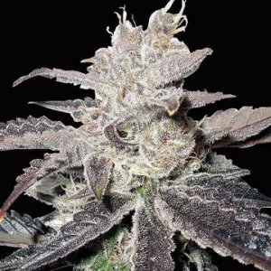 Freeze Berry Automatic fem