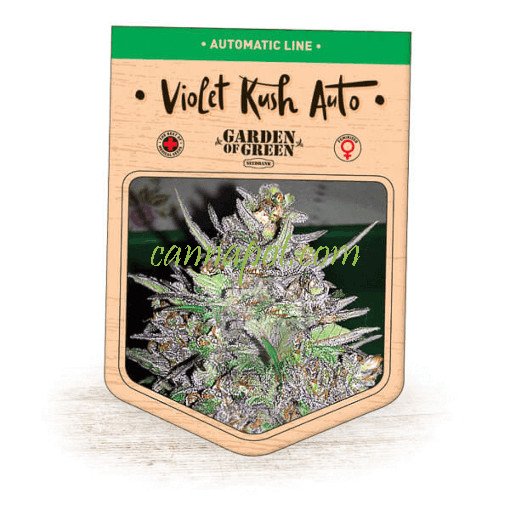 Violet Kush Auto fem - zum Schließen ins Bild klicken