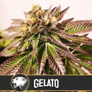 Gelato feminized