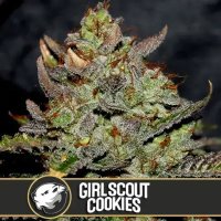 Girl Scout Cookies feminized