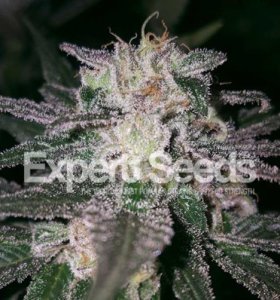 Gorilla Cookies feminized