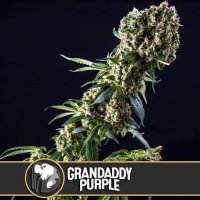 Granddaddy Purple feminized