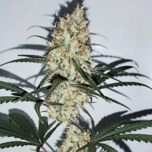 Grape Amnesia female