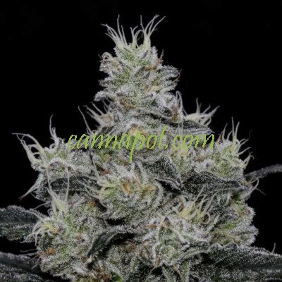 Grease Fire feminized - zum Schließen ins Bild klicken