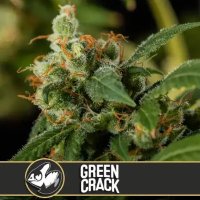 Green Crack feminized