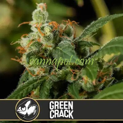 Green Crack feminized - zum Schließen ins Bild klicken