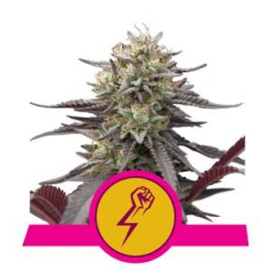 Green Punch feminized